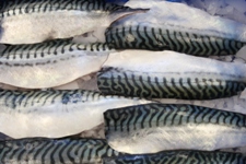 Hand Cut Mackerel Fillets